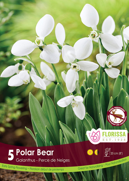 Galanthus Polar Bear 5/pk