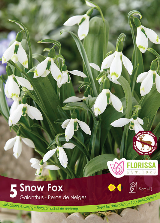 Galanthus Snow Fox 5/pk