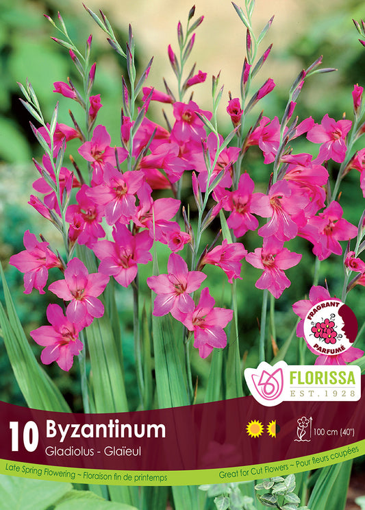 Gladiolus Byzantinus Tops 10/Pk