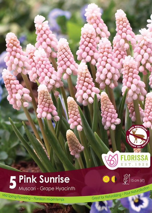 Muscari Pink Sunrise 5/pk