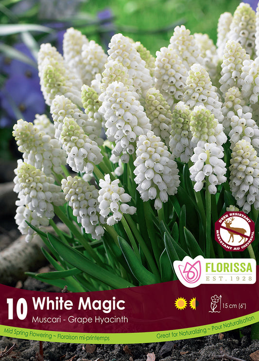 Muscari White Magic 10/pk