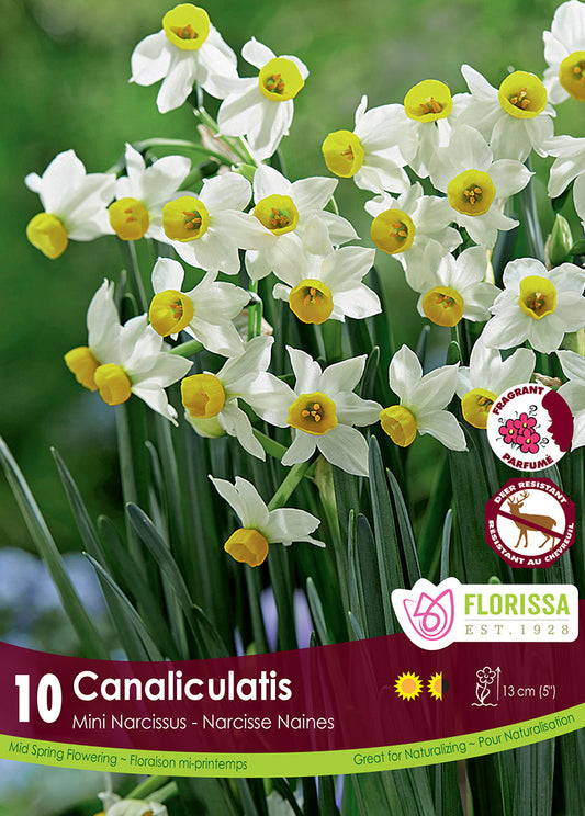 Narcissus Canaliculatis 10/pk