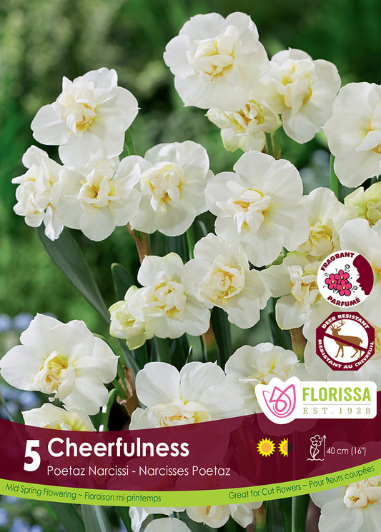 Narcissus Cheerfulness 5/pk