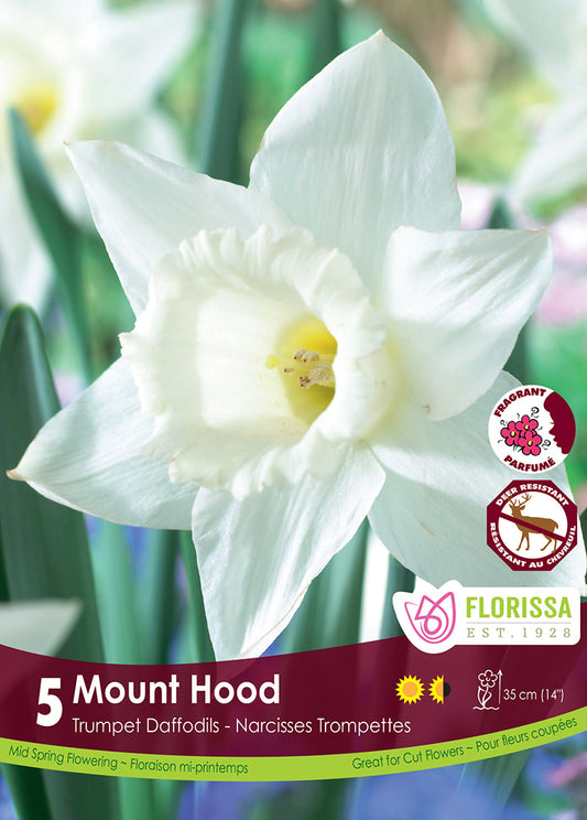 Narcissus Mount Hood 5/pk