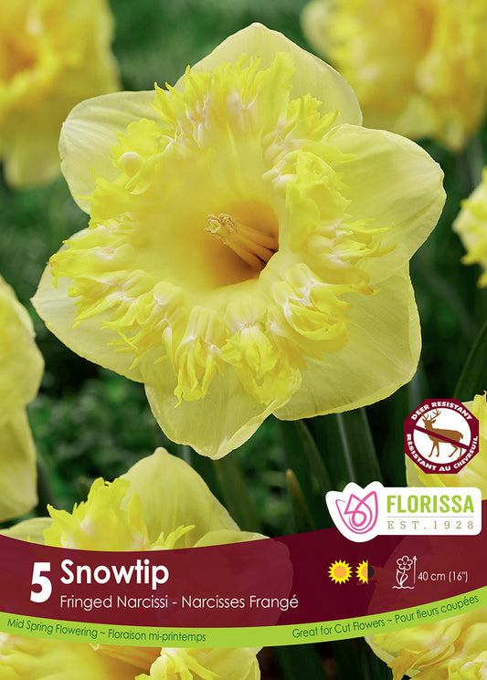 Narcissus Snowtip 5/pk