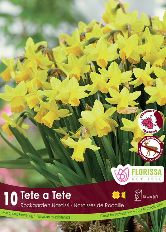 Narcissus Tete a Tete 10/pk