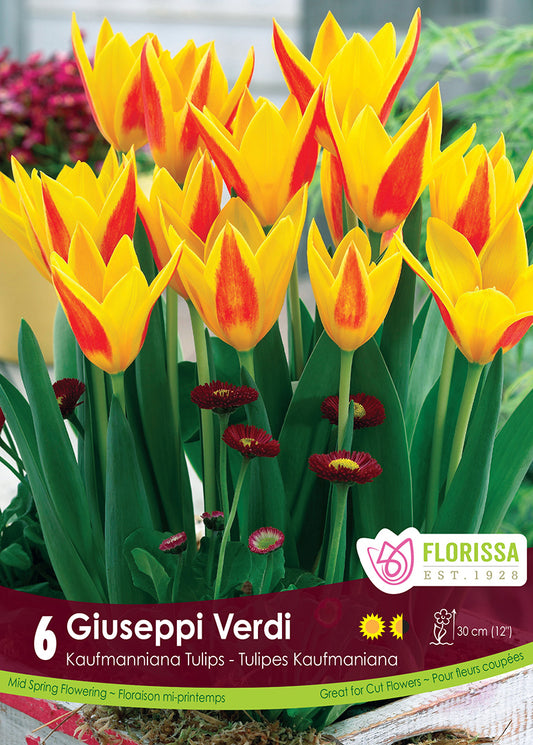 Tulip Giuseppi Verdi 6/pk