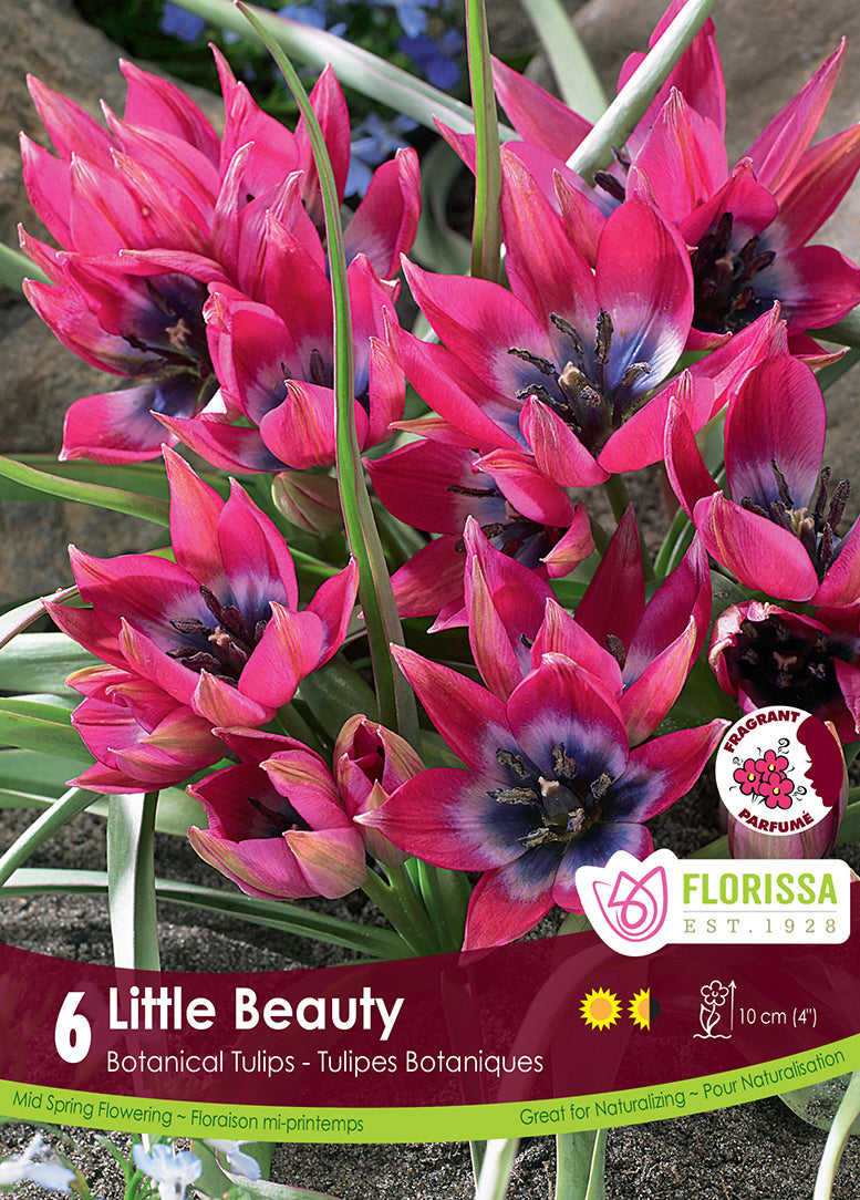 Tulip Little Beauty Tops