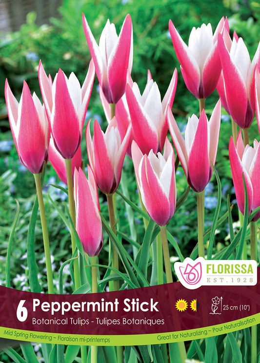 Tulip Peppermint Stick Tops 6/pk