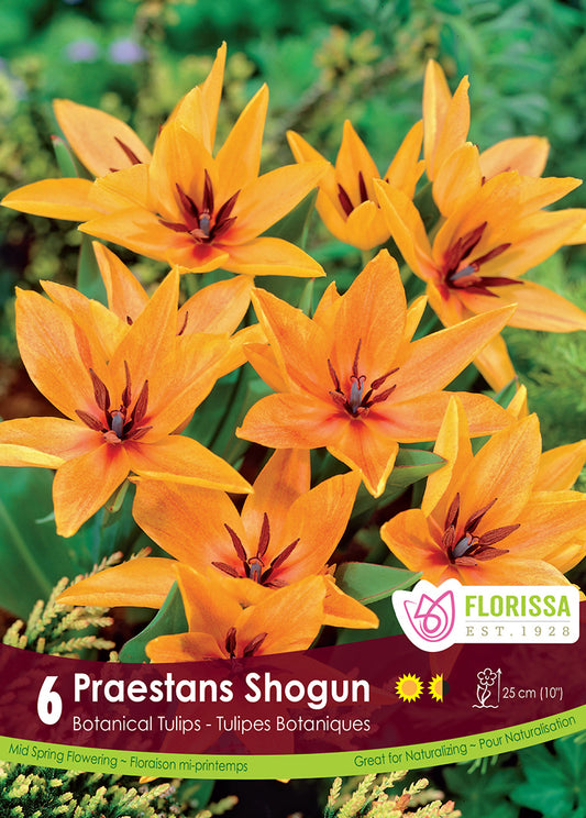 Tulip Praestans Shogun 6/pk