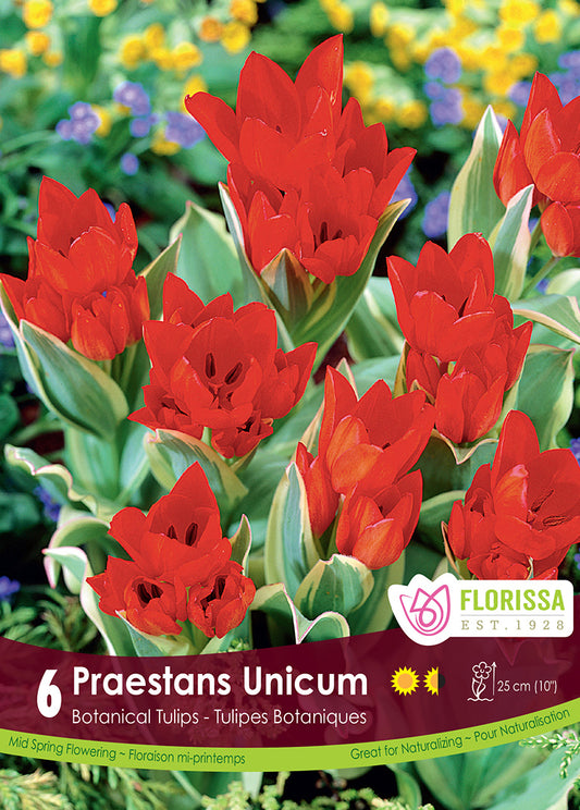 Tulip Praestans Unicum Tops 6/pk