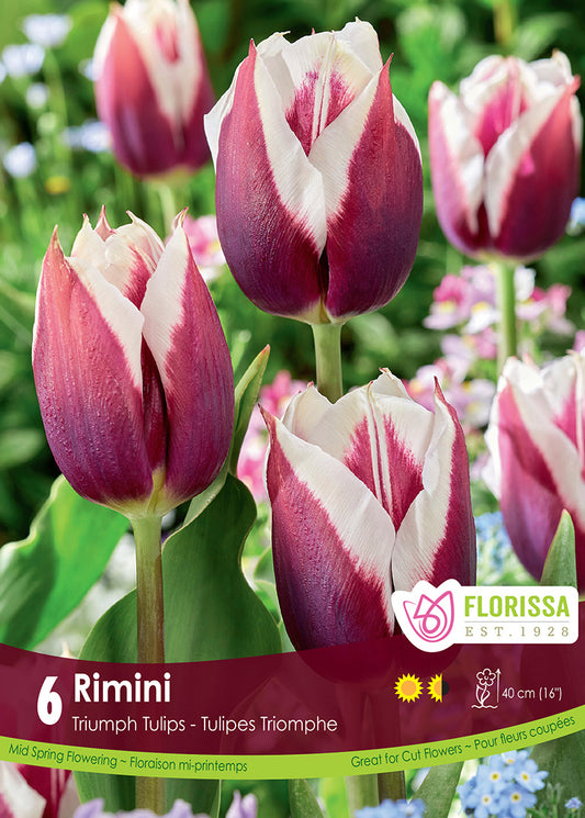 Tulip Rimini 6/pk
