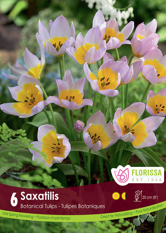 Tulip Saxatilis 6/pk