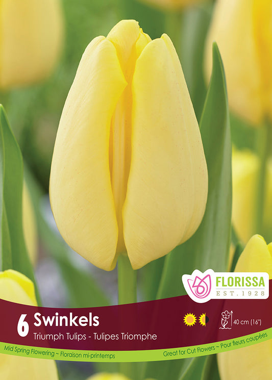 Tulip Swinkels 6/pk