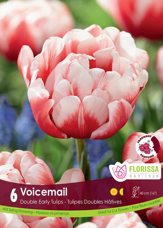 Tulip Voicemail 6/pk