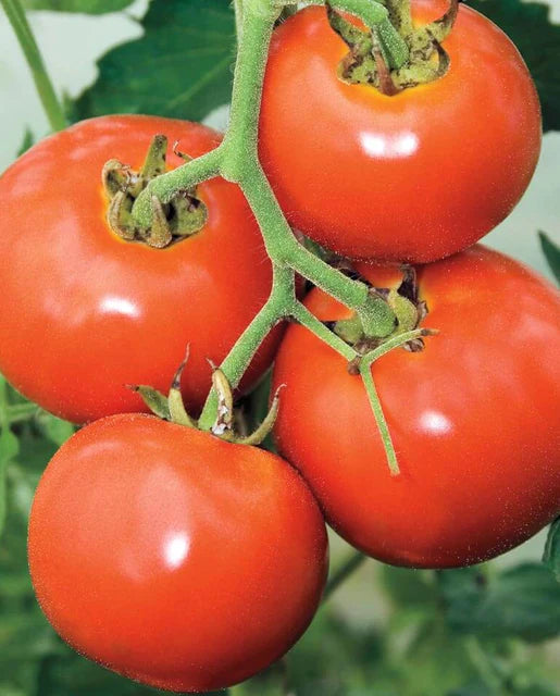 Tomato Manitoba' Early Season