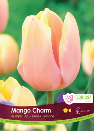 Bulbs, Tulip, Mango Charm