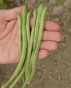Bean Bush Bean Maxibel Filet (50 seeds)