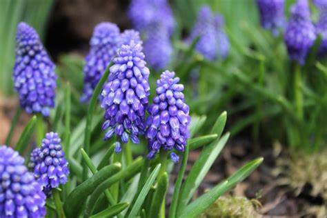 Muscari Armeniacum Bling Bling