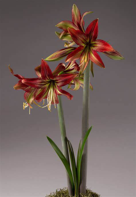 Amaryllis Mystica