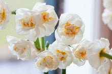 Load image into Gallery viewer, Bulbs, Narcissus, Bridal Crown

