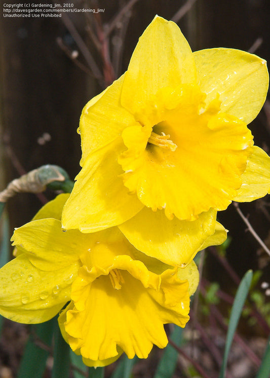 Narcissus Gigantic Star 5/pk