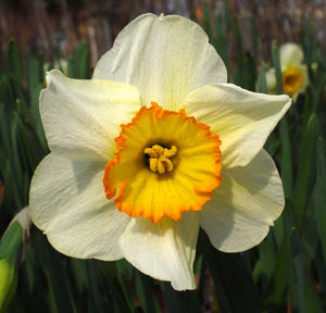 Bulbs, Narcissus, Flower Record
