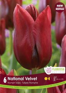 Bulbs, Tulip, National Velvet
