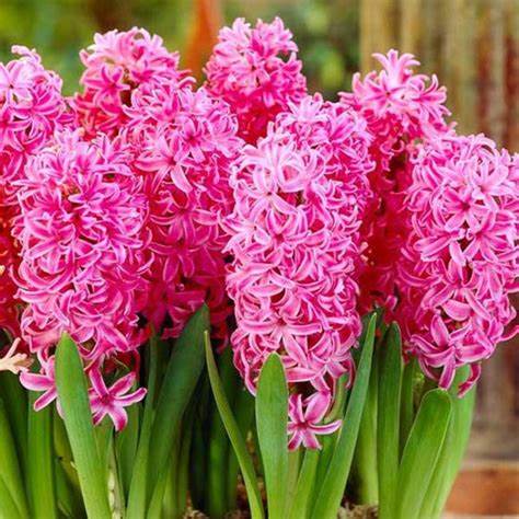 Hyacinth Pink Pearl