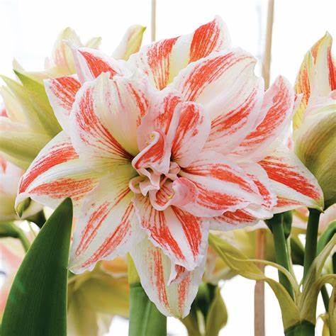 Amaryllis Christmas Bloom Dancer