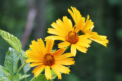 Seeds Oxeye Sunflower