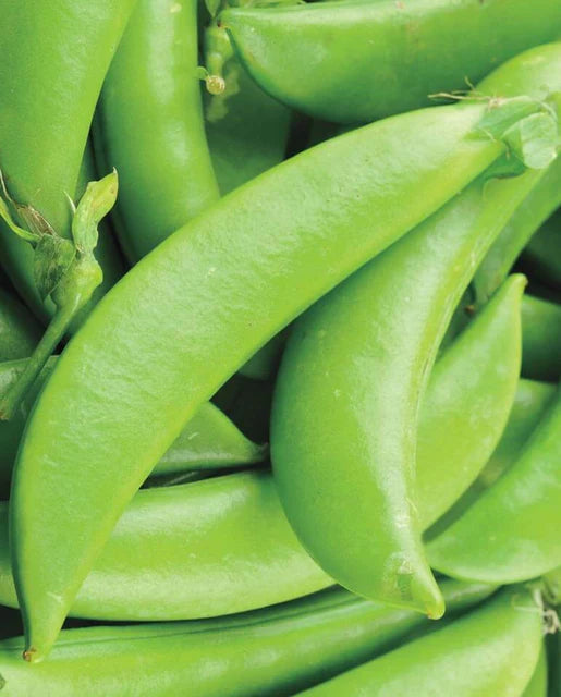 Sugar Ann Snap Pea Seeds