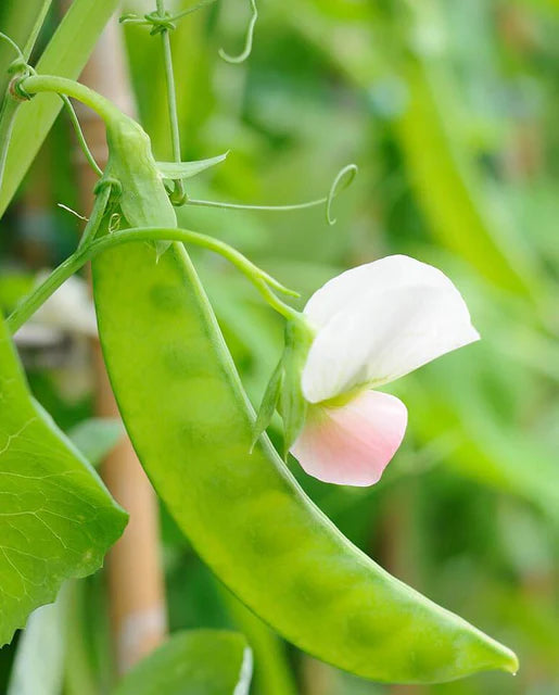 Sugar Lace II Snap Pea Seeds