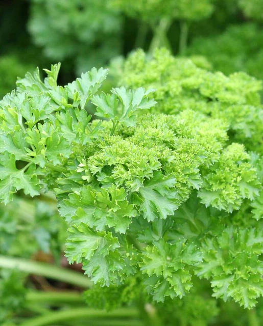 Parsley - Forest Green
