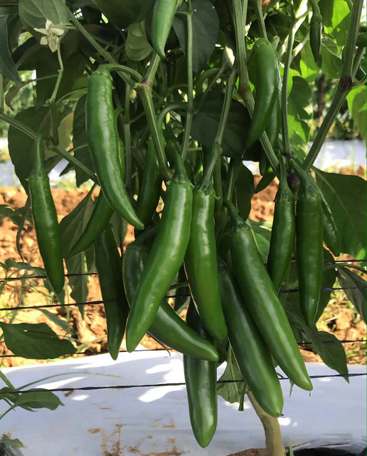 Pathfinder Pepper Seeds