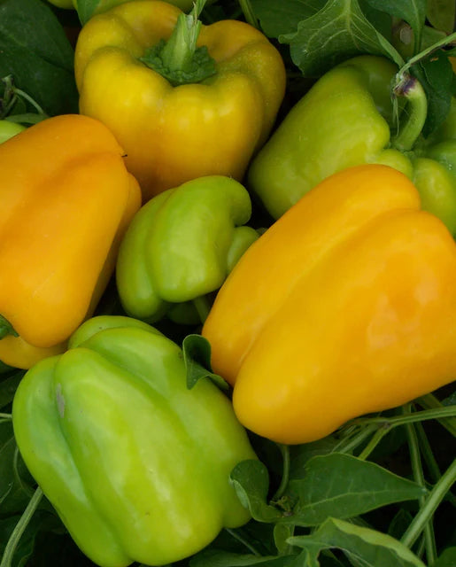 Flavorburst Pepper Seeds