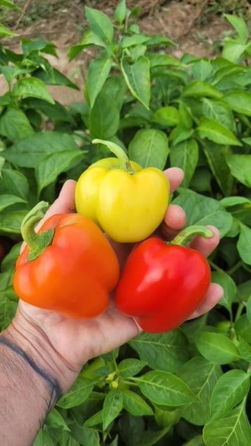 Prism Pepper Seeds