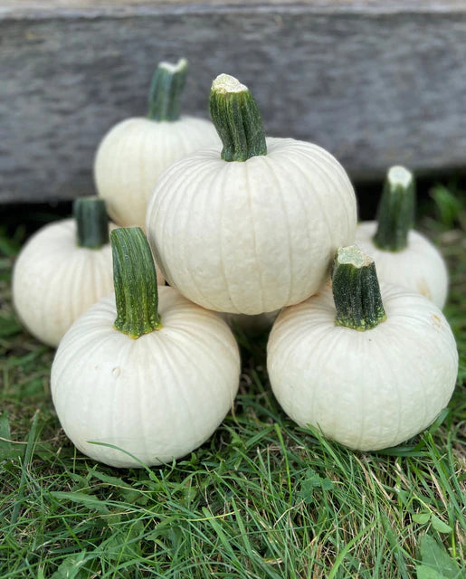 Icicle Pumpkin Seeds