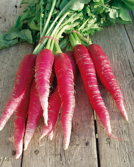 Ostergruss Rosa 2 Certified Organic  Radish Seeds