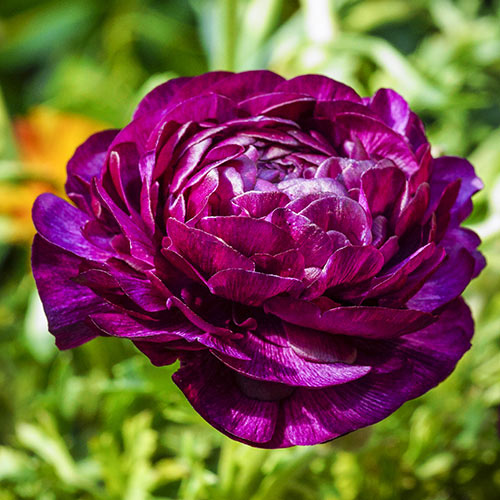 Ranunculus Purple Sensation