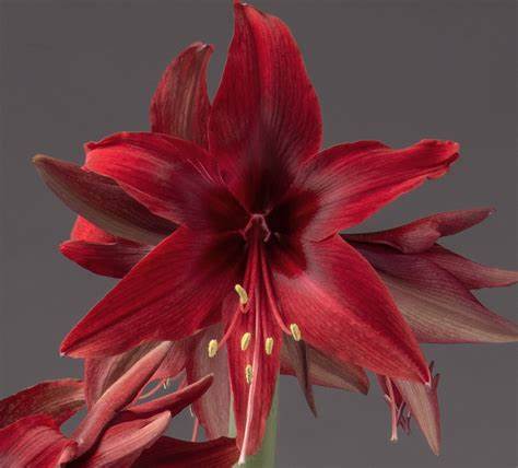 Amaryllis Red Amazone