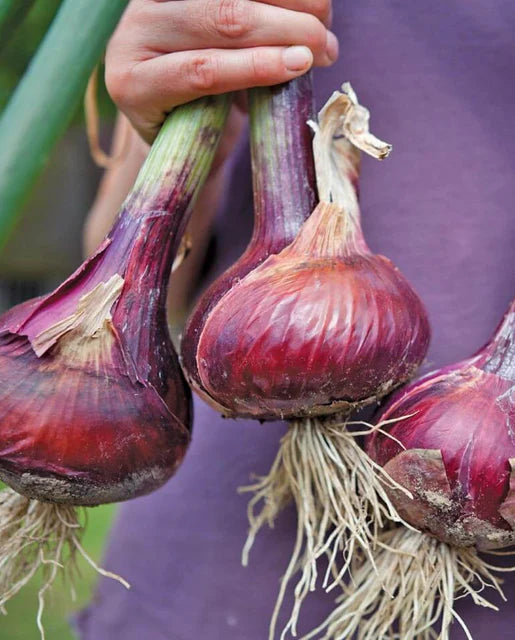 Onions Redwing F1 Seeds