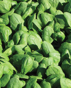 Spinach Renegade F1 (Coated) Certified Organic