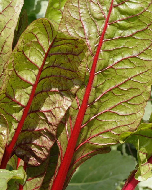 Swiss Chard Rhubarb Chard Heirloom