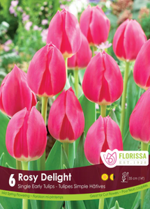 Bulbs, Tulip, Rosy Delight