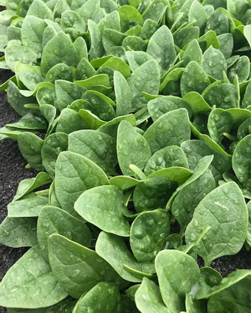 Seaside Spinach Seeds