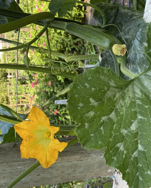 Ola Escaladora Certified Organic seeds