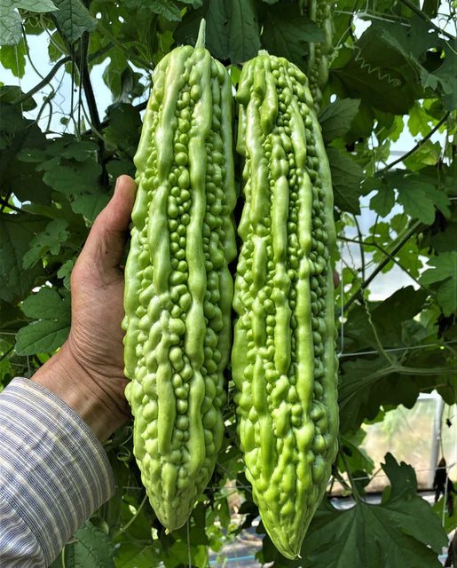 Green Pearl Squash Seeds