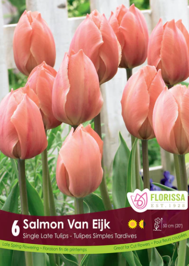 Bulbs, Tulip, Salmon Van Eijk