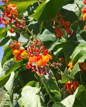 Load image into Gallery viewer, Bean Runner Beans Scarlet Emperor

